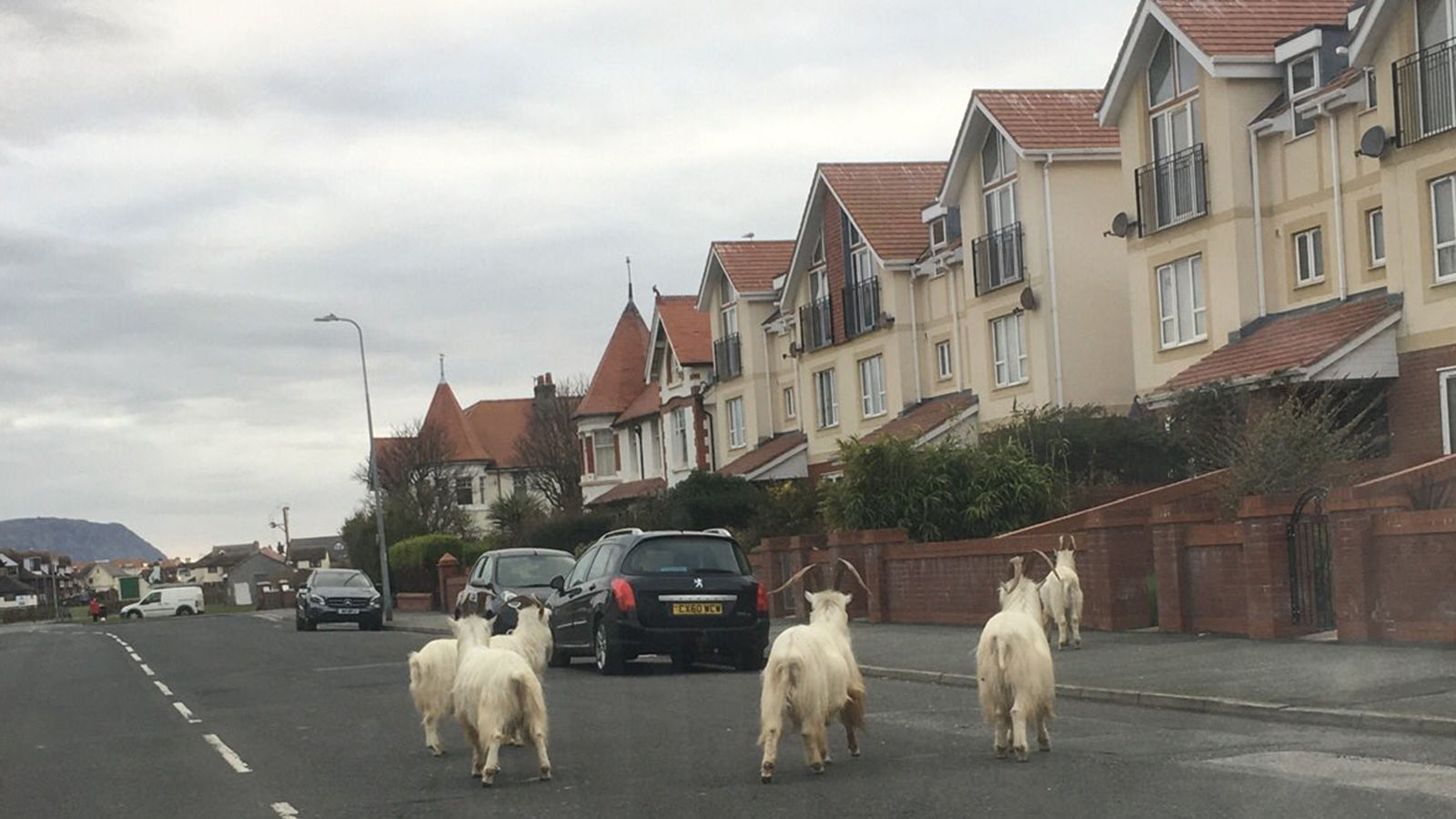 Wild Goats in Wales